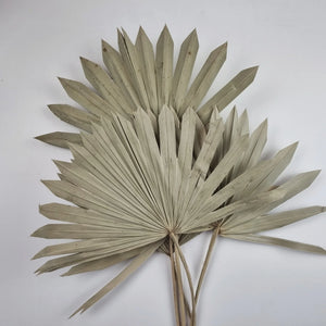 
                  
                    Natural Sun Palm
                  
                