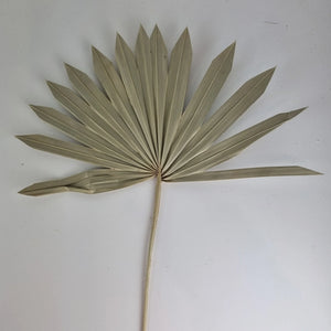 
                  
                    Natural Sun Palm
                  
                