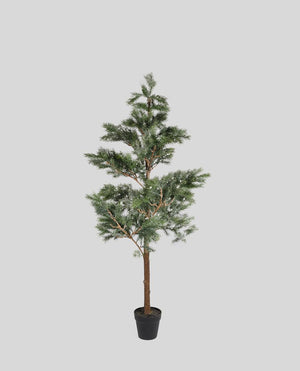 
                  
                    Evergreen Forest Pine with Snow - Small
                  
                